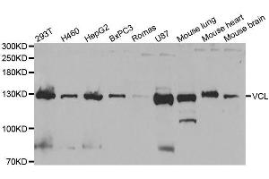 Western blot analysis of extracts of various cell lines, using VCL antibody. (Vinculin antibody  (AA 767-1066))