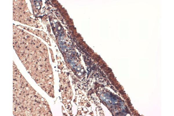 SLC5A5 antibody  (AA 468-643) (FITC)