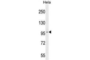 COG3 Antibody (C-term) western blot analysis in Hela cell line lysates (35µg/lane). (COG3 antibody  (C-Term))