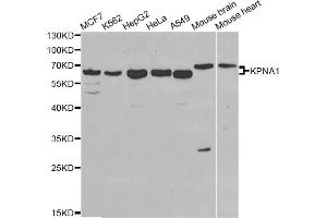 Western blot analysis of extracts of various cell lines, using KPNA1 antibody (ABIN5970872) at 1/1000 dilution.