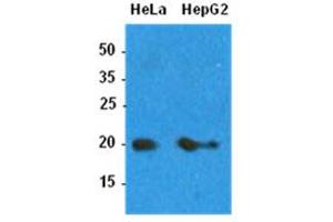 Western Blotting (WB) image for anti-ADP-Ribosylation Factor 1 (ARF1) antibody (ABIN781541) (ARF1 antibody)
