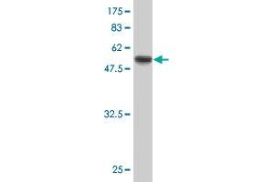 Western Blot detection against Immunogen (48. (PPP1R2P3 antibody  (AA 1-205))
