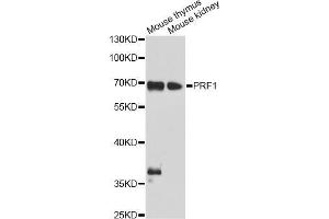 Western blot analysis of extracts of various cell lines, using PRF1 antibody (ABIN5970001) at 1/1000 dilution. (Perforin 1 antibody)