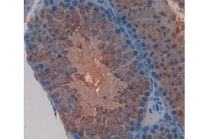 Used in DAB staining on fromalin fixed paraffin- embedded testis tissue (FVT1 antibody  (AA 64-271))