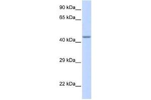 ZNF589 antibody used at 0.