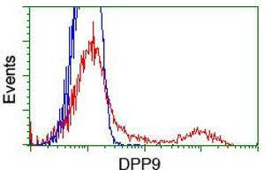 HEK293T cells transfected with either RC224465 overexpress plasmid (Red) or empty vector control plasmid (Blue) were immunostained by anti-DPP9 antibody (ABIN2455302), and then analyzed by flow cytometry. (DPP9 antibody)