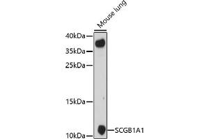 Western blot analysis of extracts of mouse lung, using SCGB1 antibody (6997) at 1:1000 dilution. (SCGB1A1 antibody  (AA 22-91))