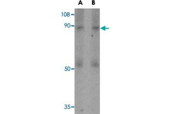 CD248 antibody  (N-Term)