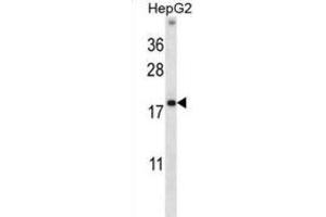 Western Blotting (WB) image for anti-High Mobility Group Nucleosome Binding Domain 1 (HMGN1) antibody (ABIN2997819)