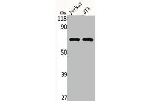 Western Blot analysis of Jurkat NIH-3T3 cells using MMP-2 Polyclonal Antibody (MMP2 antibody  (C-Term))