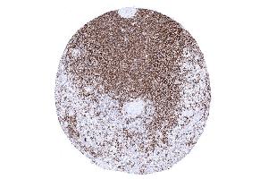 The vast majority of splenic lymphocytes of the white pulp of the spleen are CD45RA positive (CD45RA antibody)