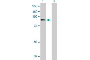 Western Blot analysis of ZNF624 expression in transfected 293T cell line by ZNF624 MaxPab polyclonal antibody. (ZNF624 antibody  (AA 1-739))