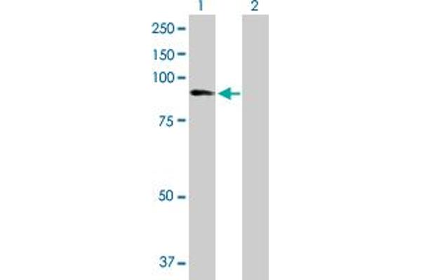 ZNF624 antibody  (AA 1-739)