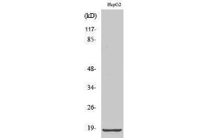 Western Blotting (WB) image for anti-Ribosomal Protein L12 (RPL12) (Internal Region) antibody (ABIN3186766) (RPL12 antibody  (Internal Region))
