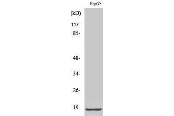 RPL12 antibody  (Internal Region)