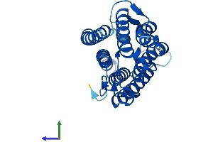 Protein Structure (PS) image for Steroid-5-alpha-Reductase, alpha Polypeptide 1 (3-Oxo-5 alpha-Steroid delta 4-Dehydrogenase alpha 1) (SRD5A1) (AA 1-255) protein (His tag) (ABIN7557881)