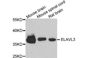 Western blot analysis of extracts of various cells, using ELAVL3 antibody. (HuC/ELAVL3 antibody)