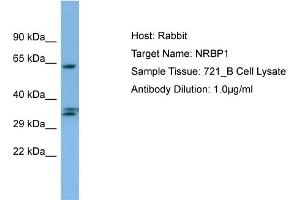 Host: Rabbit Target Name: NRBP1 Sample Type: 721_B Whole Cell lysates Antibody Dilution: 1.