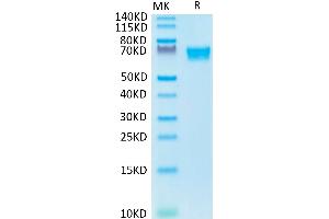 Biotinylated Human AXL on Tris-Bis PAGE under reduced condition.
