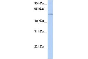 WB Suggested Anti-PLD3 Antibody Titration:  0.