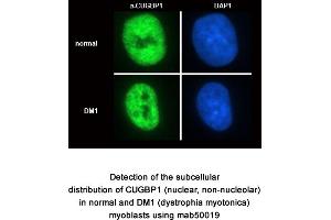 Image no. 1 for anti-CUGBP, Elav-Like Family Member 1 (CELF1) antibody (ABIN1721765) (CELF1 antibody)