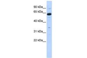 Image no. 1 for anti-Copine I (CPNE1) (AA 215-264) antibody (ABIN6742984)