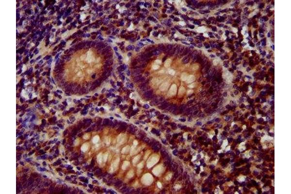 OTUD7B antibody  (AA 235-347)