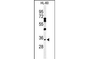 Western blot analysis of BHLHB5 Antibody in HL-60 cell line lysates (35ug/lane) (BHLHE22 antibody  (AA 236-264))