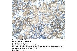 ARP40627 Paraffin Embedded Tissue: Human Kidney Cellular Data: Epithelial cells of renal tubule Antibody Concentration: 4. (PPIE antibody  (Middle Region))