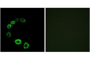 Immunofluorescence analysis of HeLa cells, using GPR175 Antibody. (GPR175 antibody  (AA 271-320))