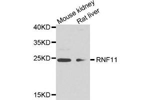 Western blot analysis of extract of mouse kidney and rat liver cells, using RNF11 antibody. (RNF11 antibody)