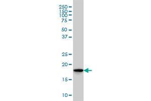 SKP1A monoclonal antibody (M01), clone 1H8 Western Blot analysis of SKP1A expression in HeLa . (SKP1 antibody  (AA 53-160))