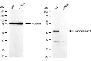 Western blotting analysis using Sorting nexin 4 antibody (ABIN7800409).