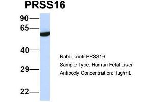PRSS16 Antikörper  (Middle Region)