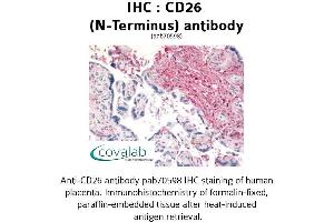 Image no. 1 for anti-Dipeptidyl-Peptidase 4 (DPP4) (N-Term) antibody (ABIN1732830)