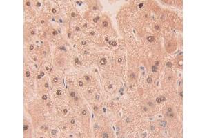 Used in DAB staining on fromalin fixed paraffin- embedded Kidney tissue (RNASE11 antibody  (AA 18-199))