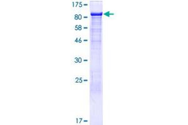 ITPKC Protein (AA 1-683) (GST tag)