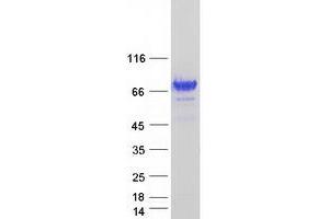 Validation with Western Blot (RAB11FIP3 Protein (Transcript Variant 2) (Myc-DYKDDDDK Tag))