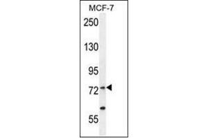 Western blot analysis of RARS Antibody (C-term) in MCF-7 cell line lysates (35ug/lane). (RARS antibody  (C-Term))