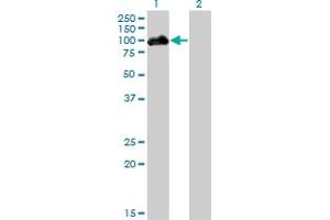 Western Blot analysis of HIPK4 expression in transfected 293T cell line by HIPK4 monoclonal antibody (M01), clone 2E8. (HIPK4 antibody  (AA 519-616))