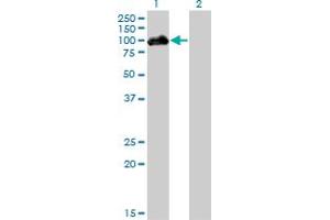 Western Blot analysis of HIPK4 expression in transfected 293T cell line by HIPK4 monoclonal antibody (M01), clone 2E8.