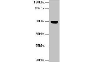 Western blot All lanes: C5orf22 antibody at 8 μg/mL + Mouse brain tissue Secondary Goat polyclonal to rabbit IgG at 1/10000 dilution Predicted band size: 50, 21, 19 kDa Observed band size: 50 kDa (C5ORF22 antibody  (AA 101-420))