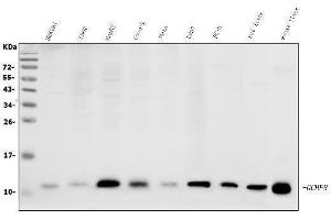 Western blot analysis of GCHFR using anti-GCHFR antibody (ABIN7600511). (GCHFR antibody  (AA 2-84))