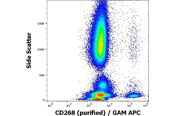 TNFRSF13C antibody