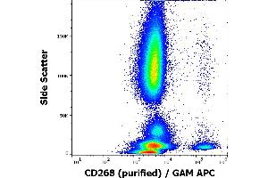 Flow cytometry surface staining pattern of human peripheral whole blood stained using anti-human CD268 (11C1) purified antibody (concentration in sample 0,6 μg/mL, GAM APC). (TNFRSF13C antibody)