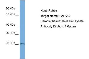 Host: Rabbit Target Name: PARVG Sample Type: Hela Whole Cell lysates Antibody Dilution: 1.