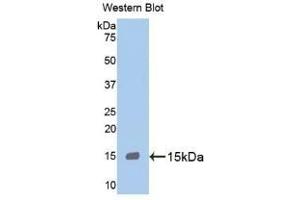 Detection of Recombinant MPO, Human using Monoclonal Antibody to Myeloperoxidase (MPO) (Myeloperoxidase antibody  (AA 165-278))