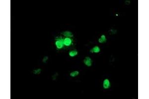 Anti-UBE2E3 mouse monoclonal antibody (ABIN2455772) immunofluorescent staining of COS7 cells transiently transfected by pCMV6-ENTRY UBE2E3 (RC210328). (UBE2E3 antibody)