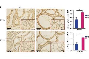 Expression of IFNGRs in cow mammary glands. (RTN4RL2 antibody  (AA 241-337))