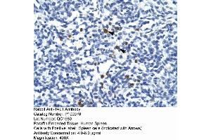Human Spleen (TAL1 antibody  (Middle Region))
